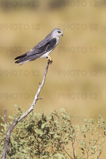 Black-shouldered Kite