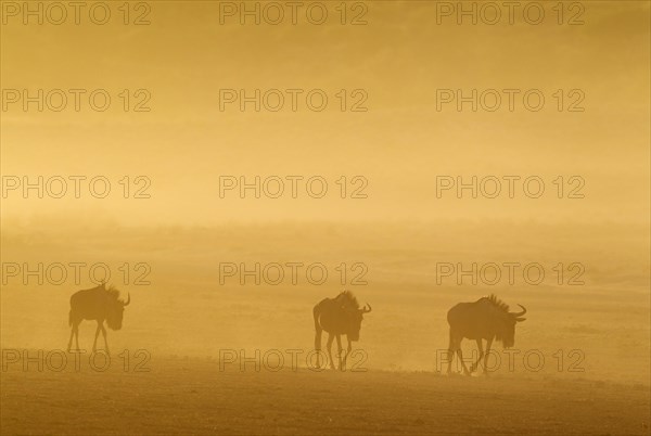 Blue Wildebeests