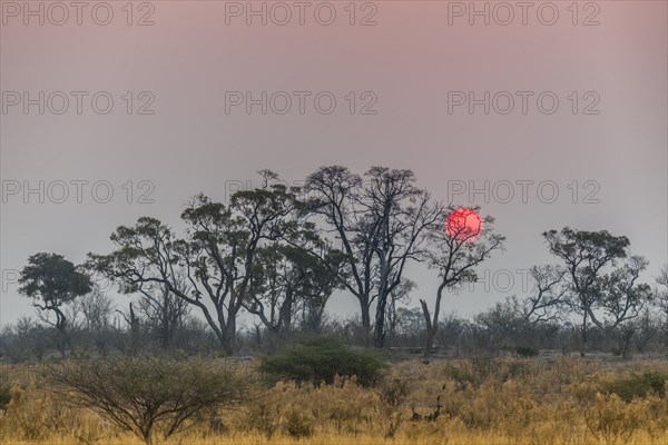 Bush landscape with setting red sun