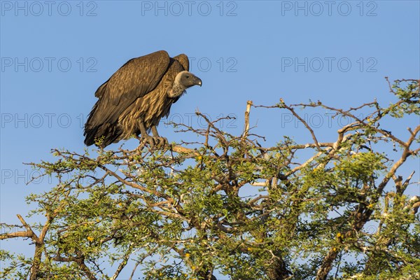 Cape griffon