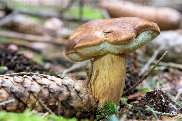 Bay bolete