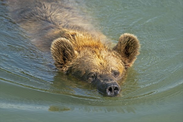 Brown bear