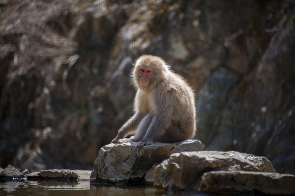 Japanese macaque