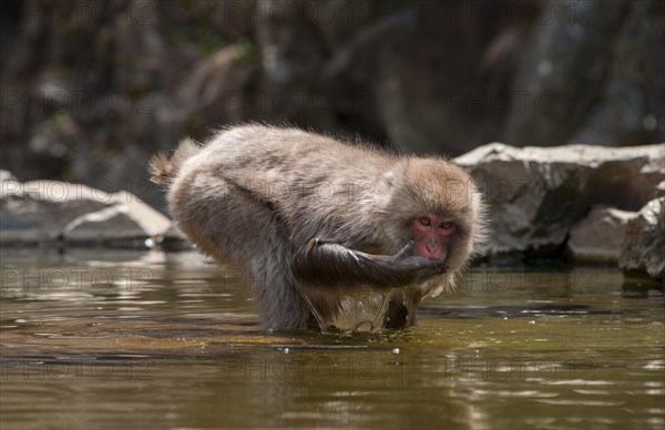 Japanese macaque