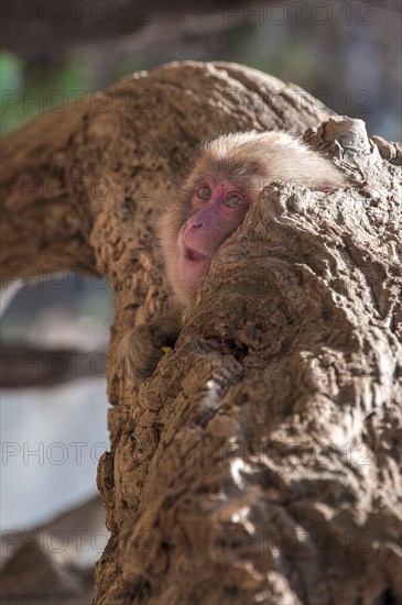 Japanese macaque