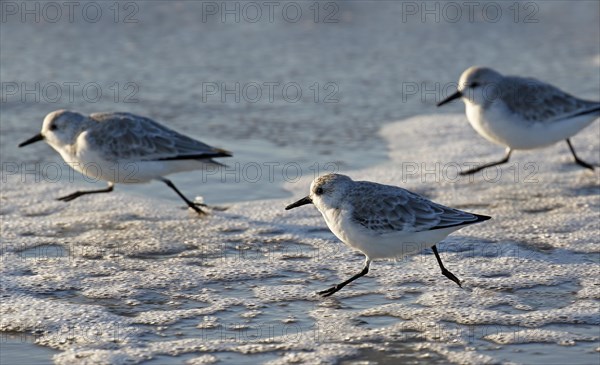 Sanderlings