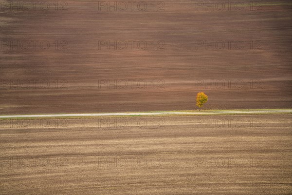 Freshly ploughed field and lonely tree in autumn