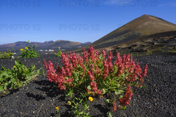 Blooming Rumex