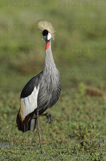 Gray crowned-crane