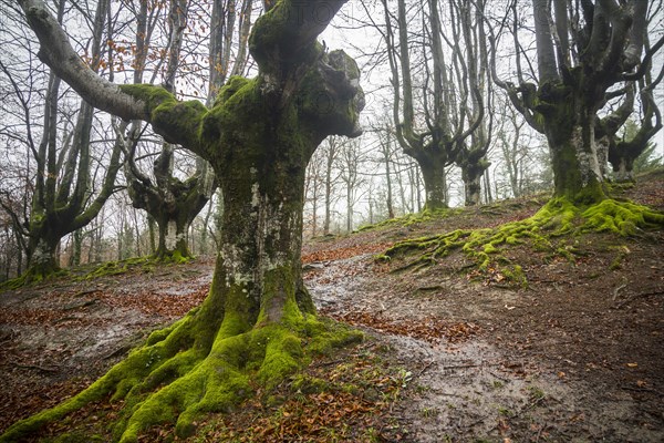 Gorbea Natural Park