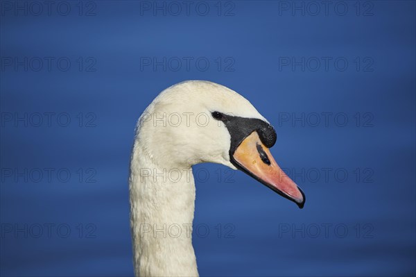 Mute swan