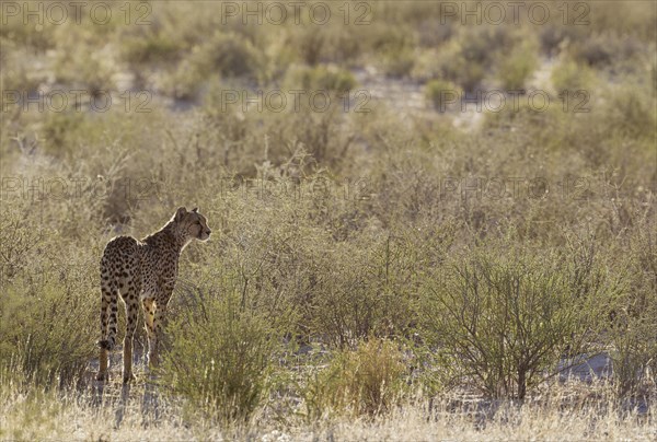 Cheetah
