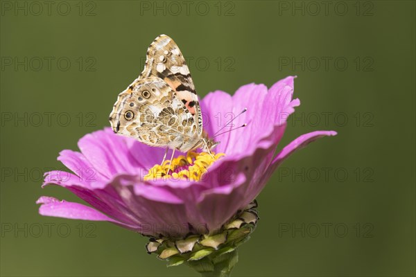 Painted lady