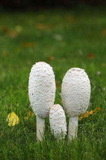 Shaggy ink caps