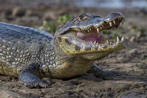 Spectacled caiman