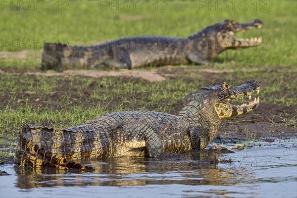 Yacare caimans