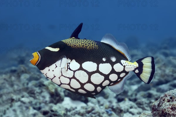 Clown triggerfish