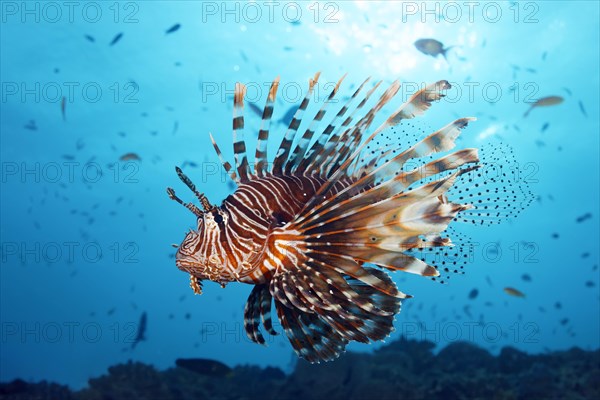 Red Lionfish