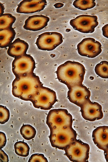 Detail of leopard sea cucumber