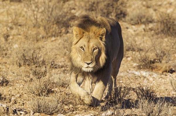 Black-maned lion