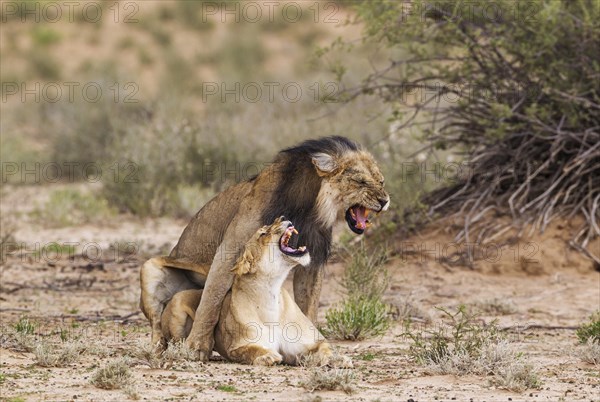 Black-maned lions