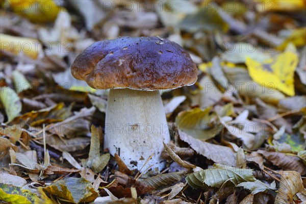 King bolete