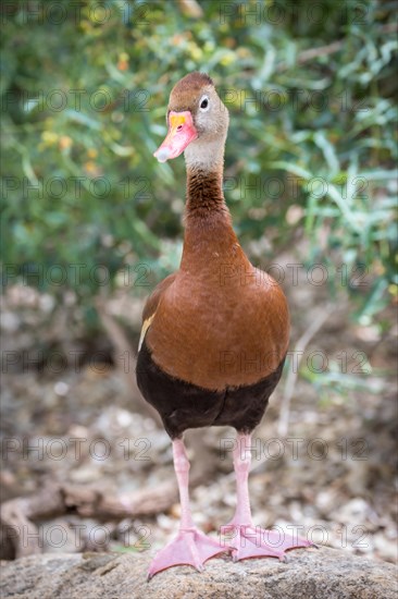 Black-bellied Whistling Duck