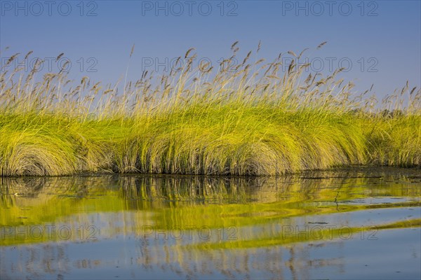 Reed grass in the water