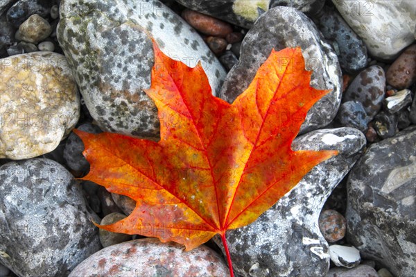 Autumn coloured leaf on stones on the coast