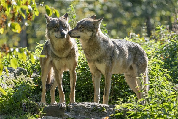 Two European Gray wolves