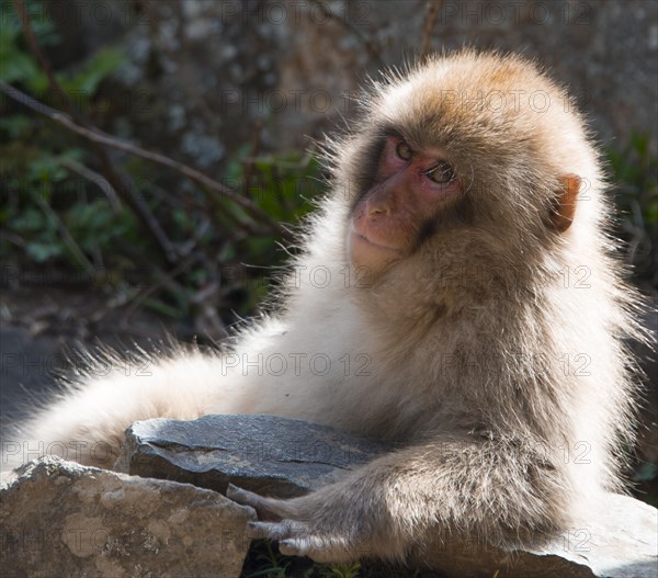 Japanese macaque