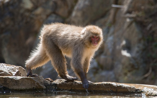 Japanese macaque