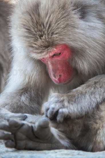 Japanese macaque