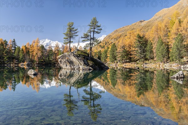 Autumn larch forest reflected in Lago di Saoseao