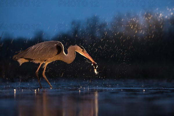 Grey Heron