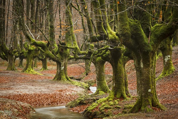 Gorbea Natural Park