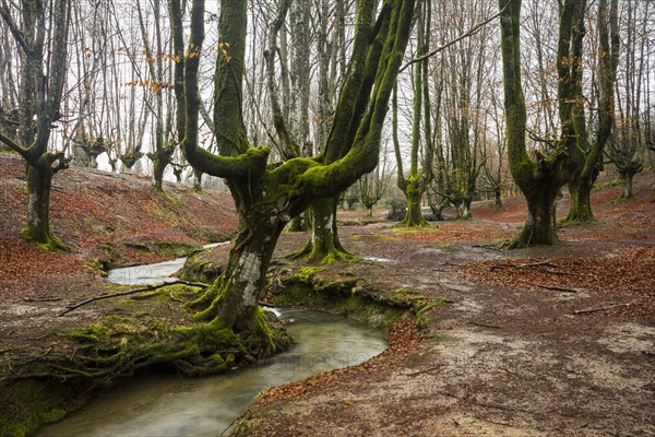 Gorbea Natural Park