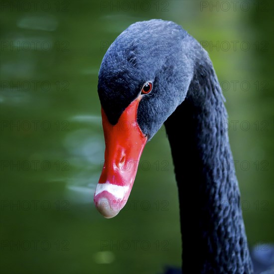 Black swan