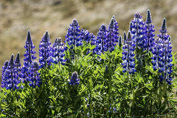 Blue flowering blue flowering Nootka lupins