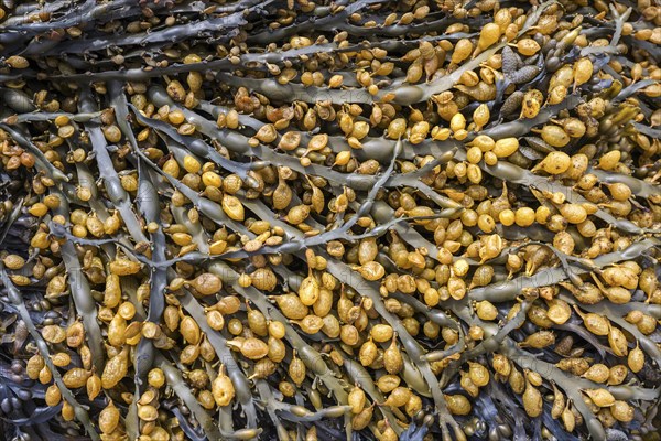 Bladder wrack