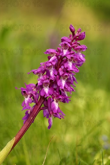 Green-winged orchid