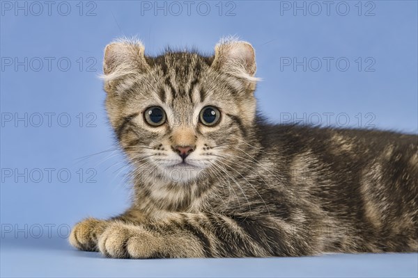 Breedcat American Curl