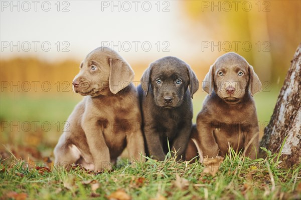Labrador Retriever puppies sitting on a meadow in autumn