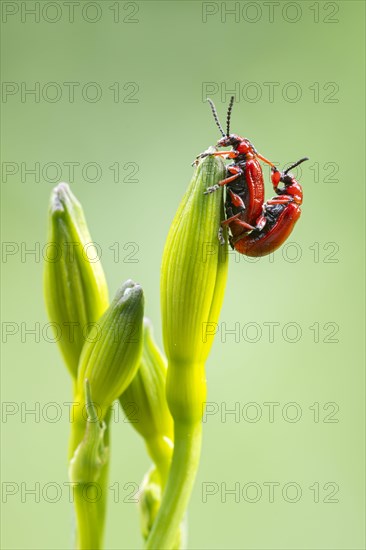 Scarlet lily beetle