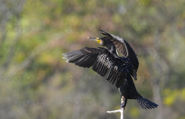 Great cormorant