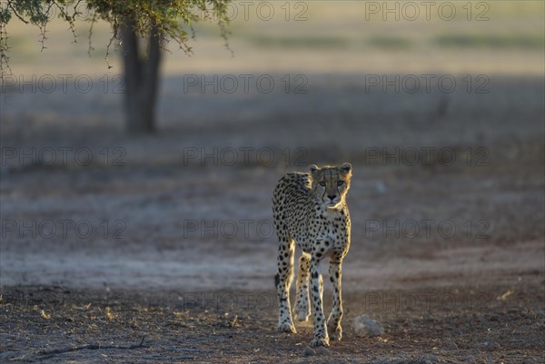 Cheetah