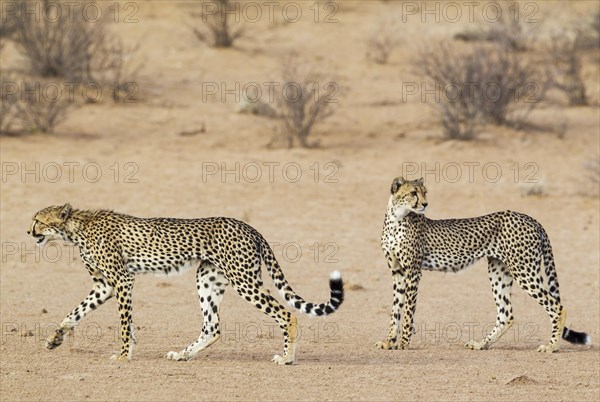 Cheetahs