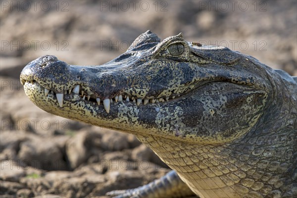 Spectacled caiman