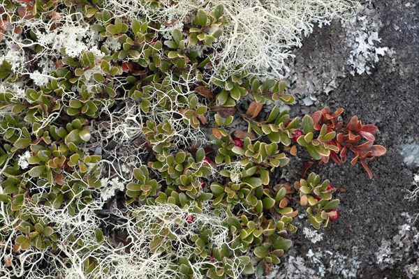 Detailed view of the autumnal soil of a mountain landscape