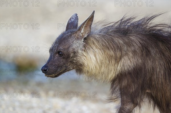 brown hyena